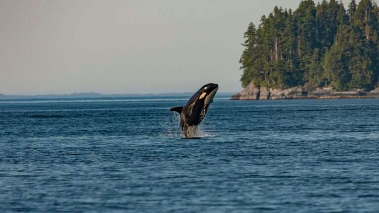 Photo of an orca leaping out of the water.