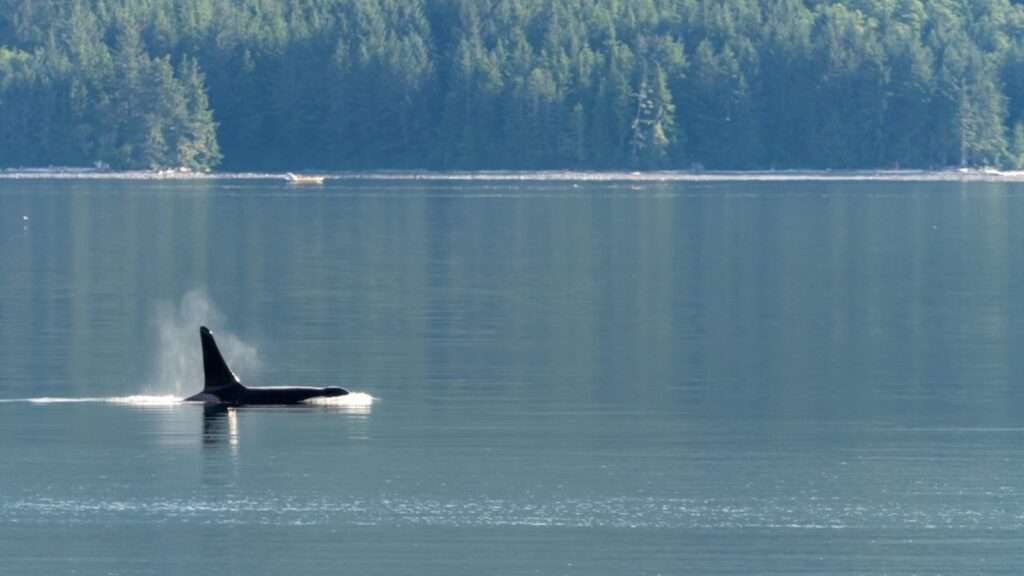 Photo of orca breaching