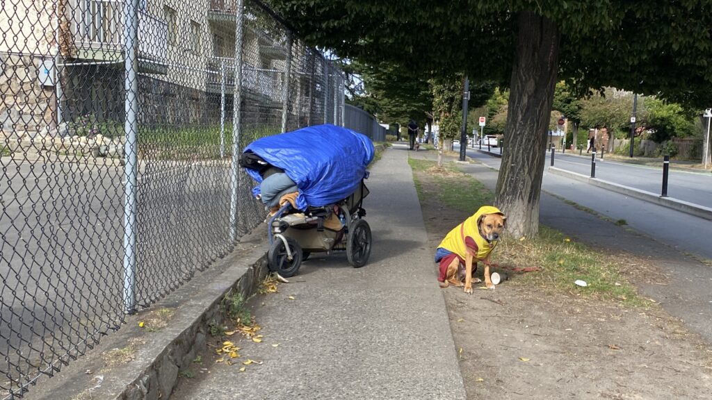 Homeless cart and dog